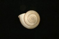 藏品(圓菱蝸牛)的圖片